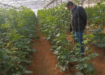 الصوب الزراعية