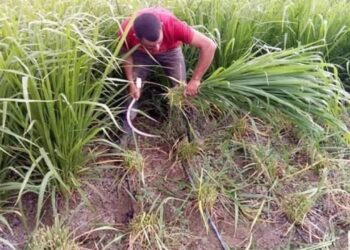 العلف الحيواني