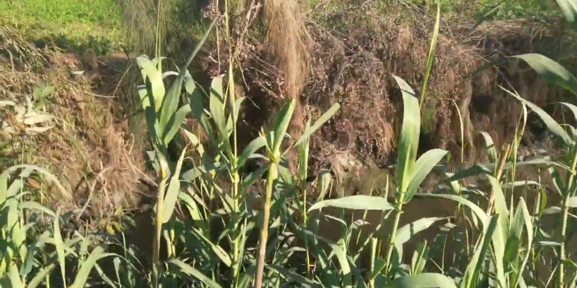 الغاب والبوص