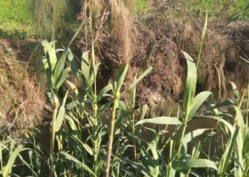 الغاب والبوص