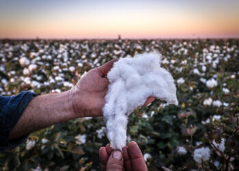 القطن المصري