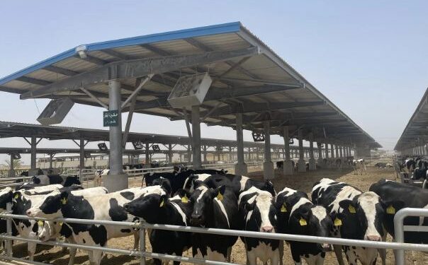 المجمع المتكامل للإنتاج الحيواني والألبان.. مكاسب اقتصادية وإنتاجية 1 المجمع المتكامل للإنتاج الحيواني والألبان.
