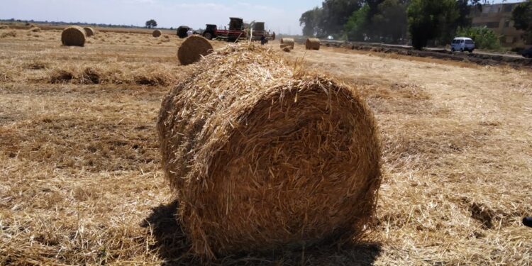 المخلفات الزراعية.. أبرز أضرارها وآليات تعظيم الاستفادة الاقتصادية منها 1 المخلفات الزراعية