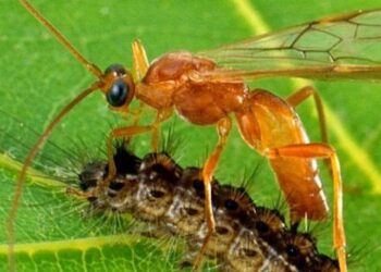 المكافحة الحيوية