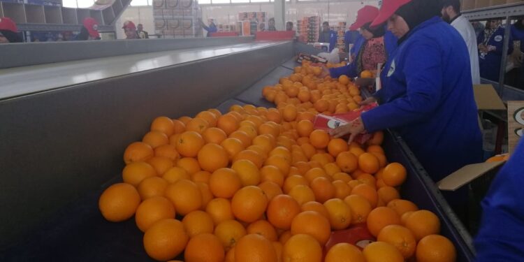 الموالح.. دور بارز لـ"بحوث البساتين" وصدارة مصرية للترتيب العالمي 1 الموالح
