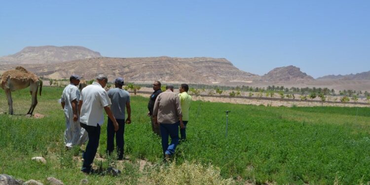 تعاون بين بحوث الصحراء والمنظمة العربية للتنمية الزراعية لدمج أبناء سيناء بمنطقة وادي فيران 1 بحوث الصحراء