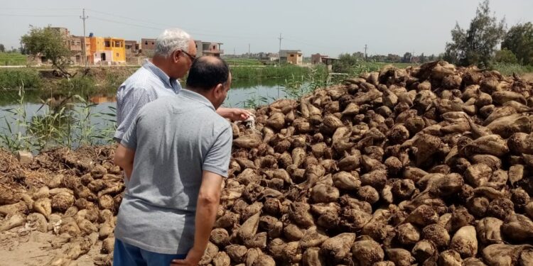 بنجر السكر.. القرش: الزراعة التعاقدية ساهمت في زيادة المساحة المنزرعة بالمحصول 1 بنجر السكر