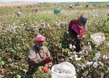 تسميد القطن