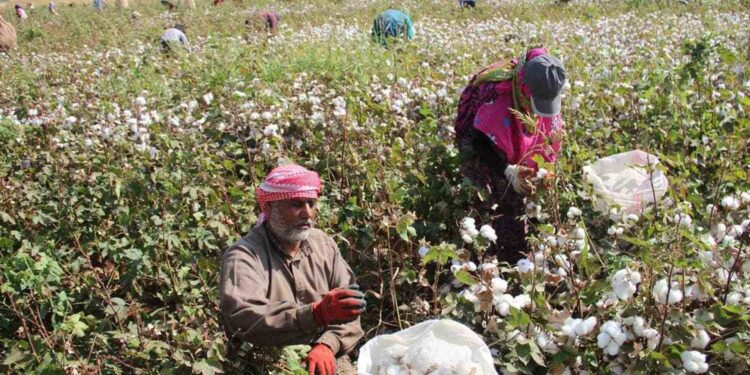 تسميد القطن.. مشاكل زيادة الجرعات وعدم الالتزام بموعد التنفيد الموصى به 1 تسميد القطن