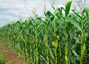 التوسع في زراعة الذرة