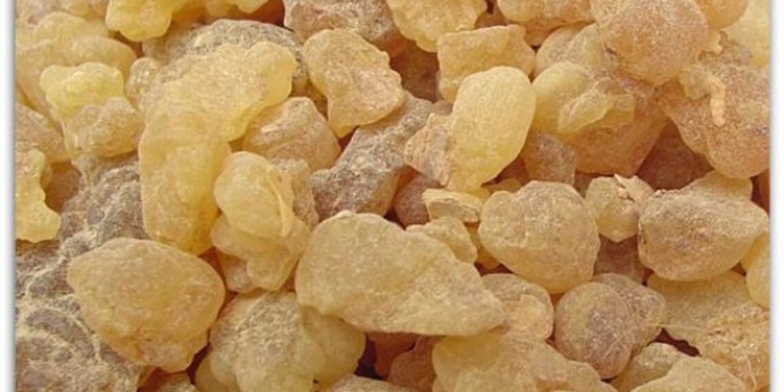 حصالبان .. إليك استخداماته وفوائده الطبية 1 حصالبان