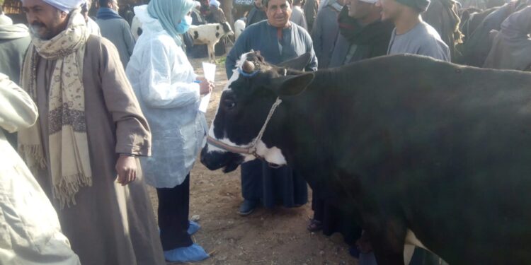 التقصي عن الأمراض.. ضوابط إعدام الماشية وشروط الحصول على التعويض 1 حملات التقصي عن الأمراض