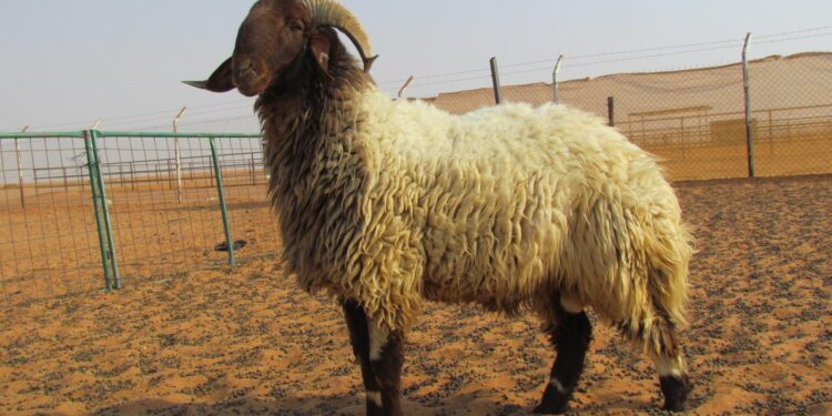الخدمات البيطرية تقدم 13 نصيحة لشراء خروف العيد 1 خروف العيد
