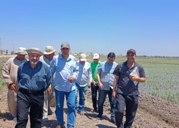 المحاصيل الحقلية