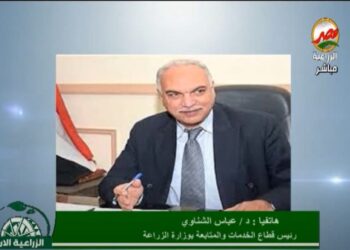 القمح