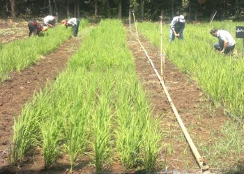 زراعة الأرز