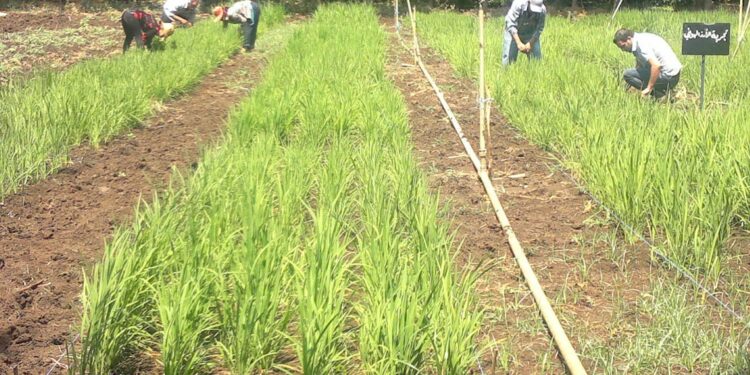 مشاكل زراعة الأرز بالأراضي الخفيفة.. وأفضل الأصناف الموفرة للمياه 1 زراعة الأرز