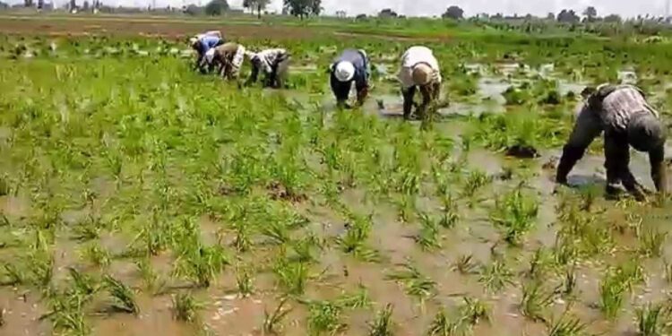 زراعة الأرز.. توصيات طريقتي "البدار" و"البذور الجافة" وخطة مكافحة الحشائش 1 زراعة الأرز