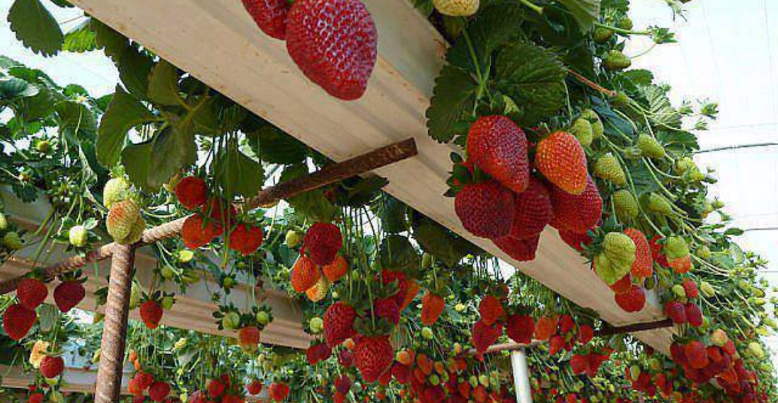 شتلات الفراولة.. أبرز الشروط الواجب توافرها قبل زراعتها بـ"الأرض المستديمة" 1 شتلات الفراولة