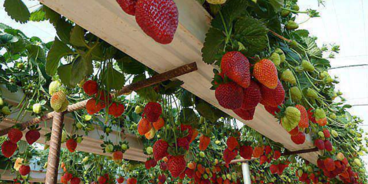 شتلات الفراولة.. أبرز الشروط الواجب توافرها قبل زراعتها بـ"الأرض المستديمة" 1 شتلات الفراولة