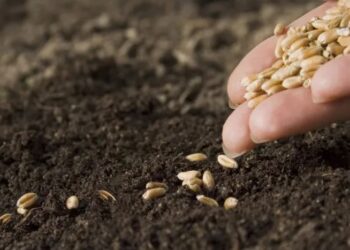 صناعة تقاوي المحاصيل الحقلية