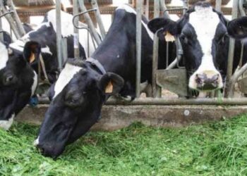 بدائل العلف البروتيني