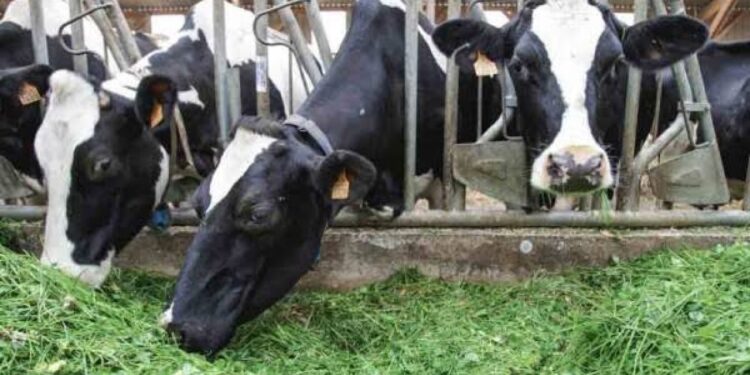 بدائل العلف البروتيني.. شروط استخدام كسر "المكرونة والبسكويت وعروش البنجر" 1 بدائل العلف البروتيني