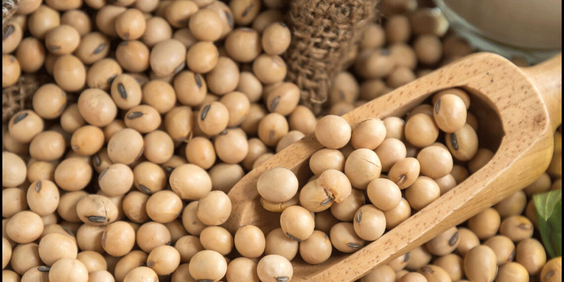 محاصيل الحقل البقولية الصيفي