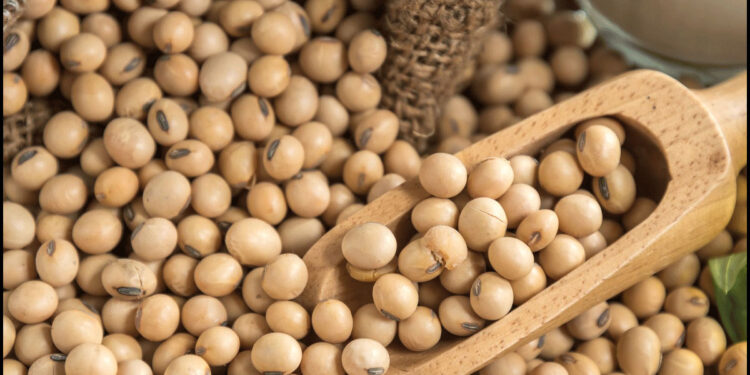 محاصيل الحقل البقولية الصيفي