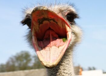 قرنية النعام