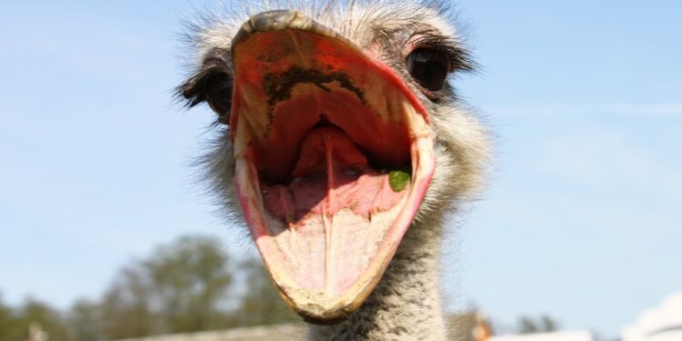 قرنية النعام.. ثورة علمية وباب أمل جديد لمرضى العيون 1 قرنية النعام