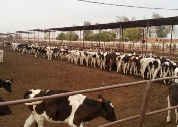 قاعدة البيانات