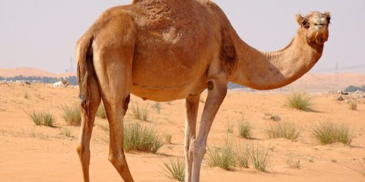 لحم الإبل.. "أستاذ متفرغ" يطرح فكرة مشروع لتقليل فاتورة الاستيراد 1 لحم الإبل