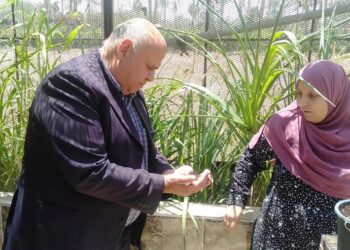 نبات الميكورهيزا