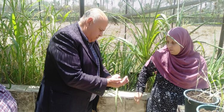 معهد أمراض النبات يفتتح صوبة لإنتاج الميكروهيزا 1 نبات الميكورهيزا