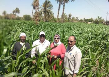 الزراعات الصيفية