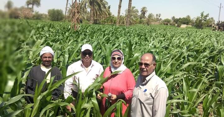 وكيل زراعة الفيوم يواصل تفقد الجميعات الزراعية والمرور على الزراعات الصيفية 1 الزراعات الصيفية