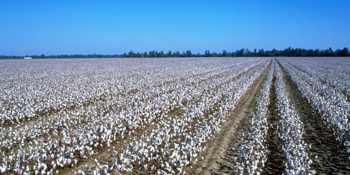 محصول القطن