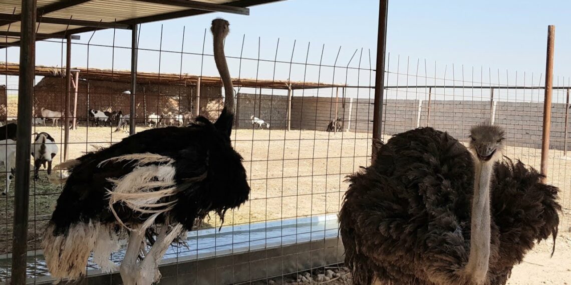 مشاكل مشروعات تربية النعام.. "التسويق والمجازر" أبرز العقبات 1 تربية النعام