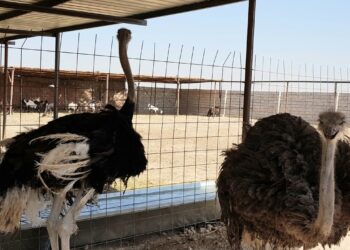 تربية النعام