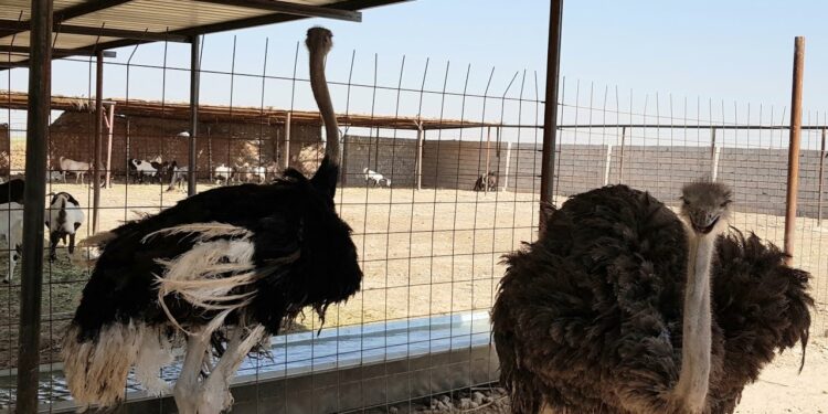مشاكل مشروعات تربية النعام.. "التسويق والمجازر" أبرز العقبات 1 تربية النعام