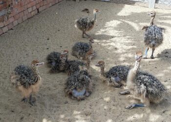 تربية النعام