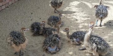 تربية النعام.. دراسة الجدوى وفوائد الذبح في المجازر 6 تربية النعام