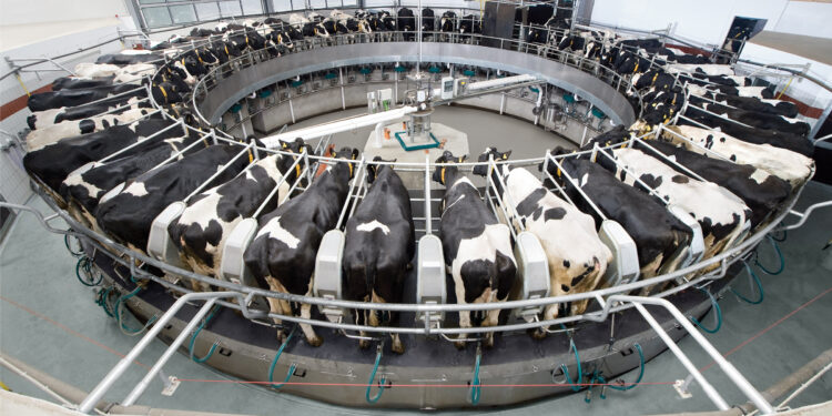 مشروعات إنتاج الألبان.. قواعد تغذية "البقر الحلاب" وأبرز التوصيات والمحاذير 1 مشروعات إنتاج الألبان