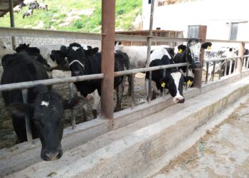 إنتاج الألبان