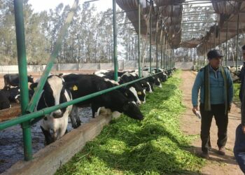 إضافات الأعلاف