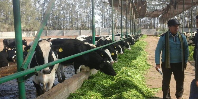 مشروعات الإنتاج الحيواني.. 13 ركيزة أساسية للنجاح "تعرف عليها" 1 إضافات الأعلاف