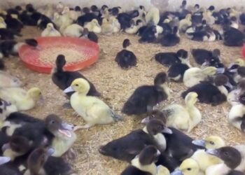 مشروعات تربية البط