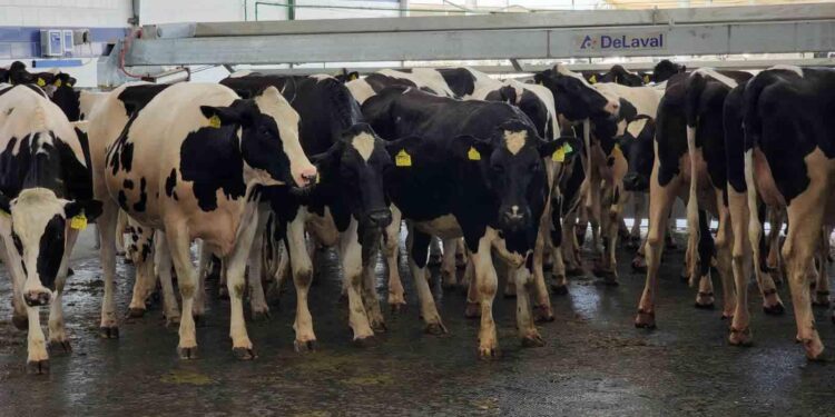 معمل التشخيص البحثي وإسهاماته في خفض مدخلات الإنتاج وأسعار السلع 1 معمل التشخيص البحثي