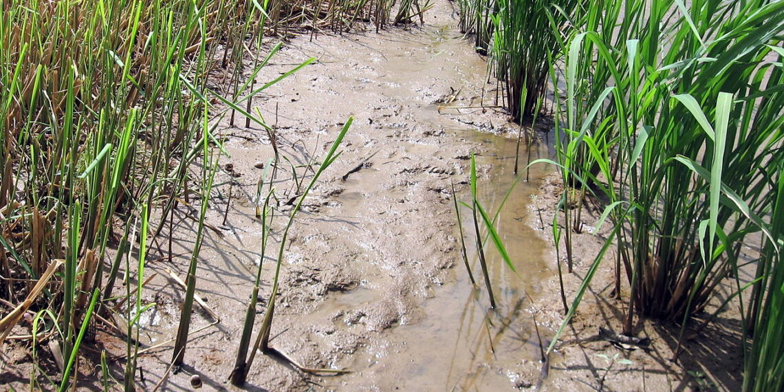 حشائش الأرز